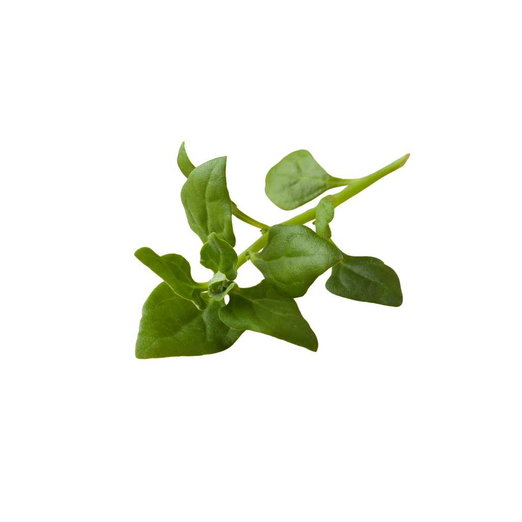 New Zealand Spinach [ 125g ]