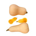 Butternut Squash [ Head ]