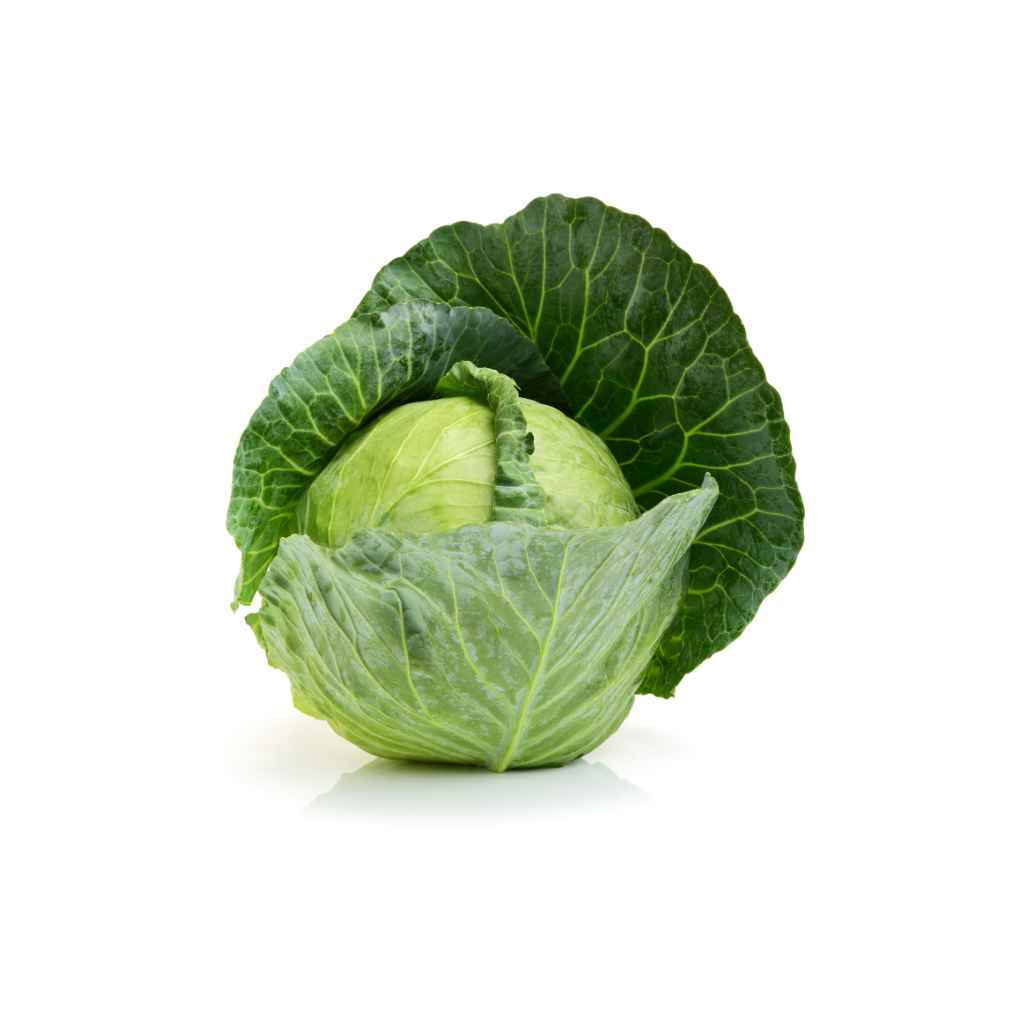 Mini Green Cabbage [ Head ]