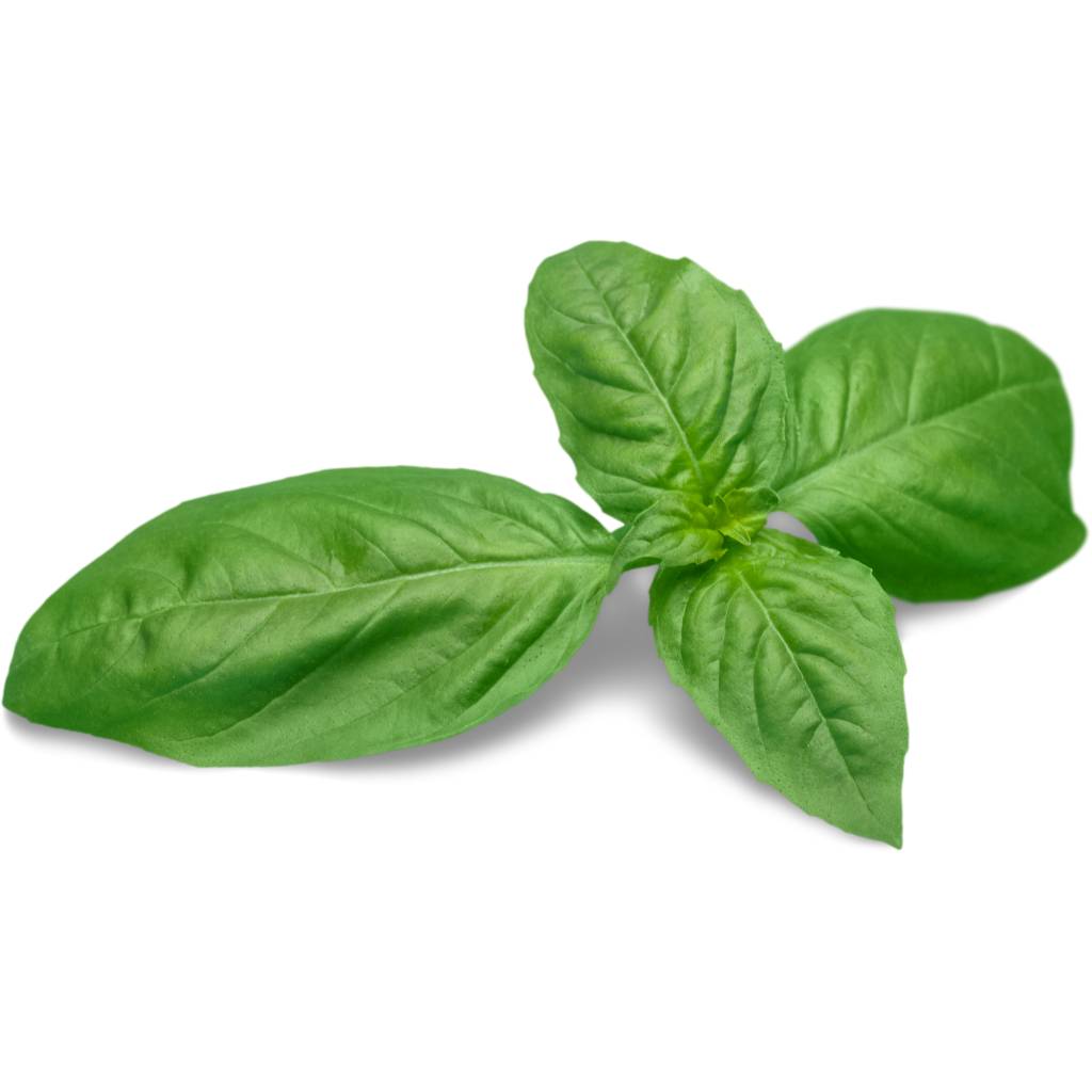 Genovese Basil [ 125g ]