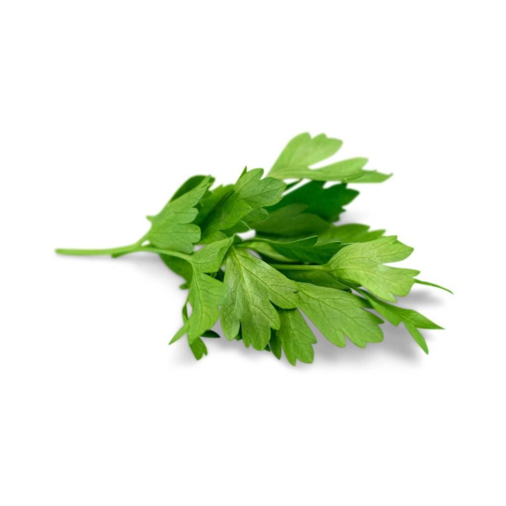 Cilantro [ 125g ]