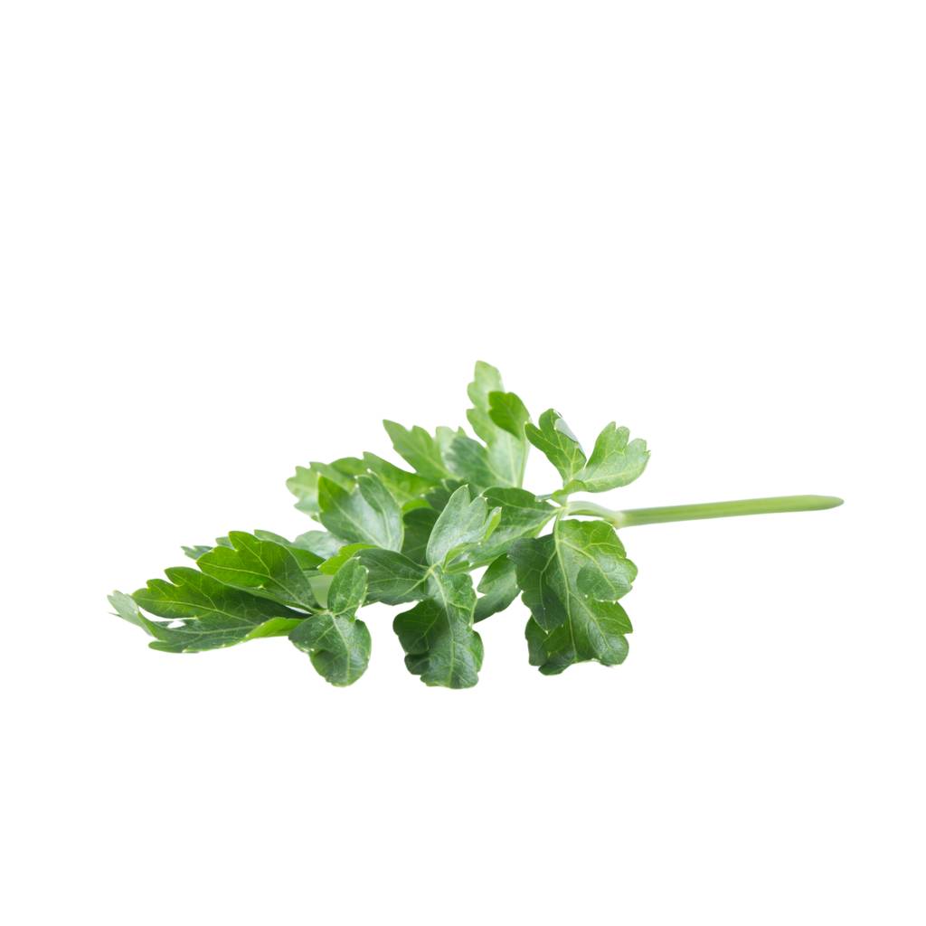 French Celery Leaf [ 75g ]