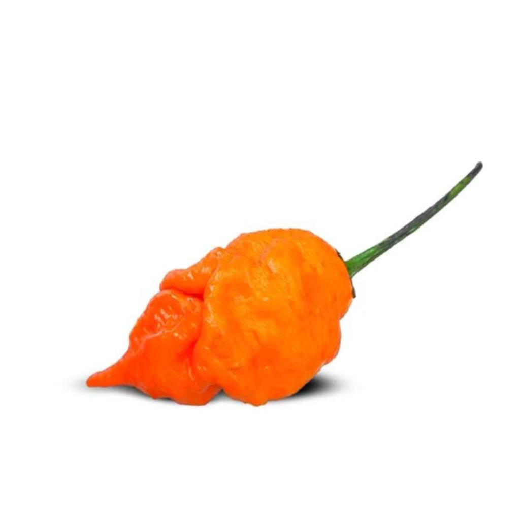 Ghost Chilli Orange [ 125g ]