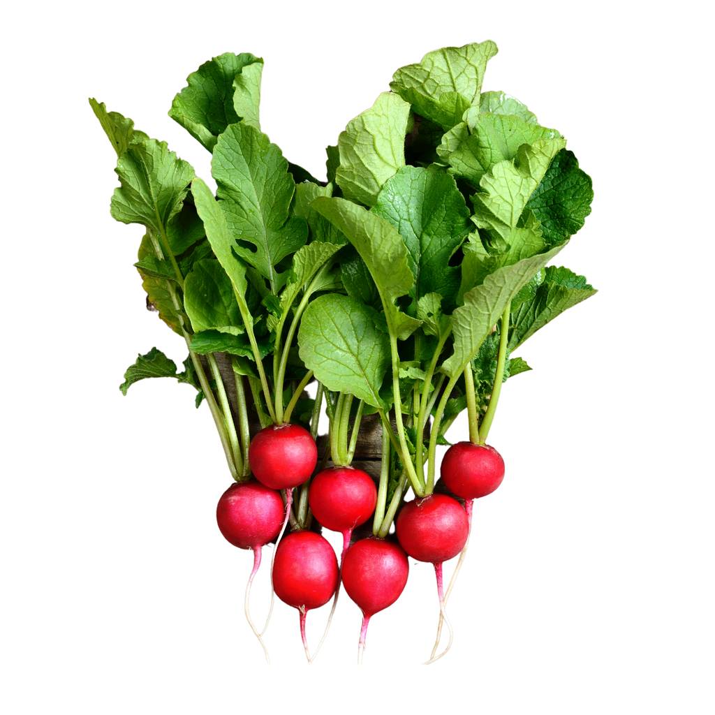 Red Baby Radish [ 250g ]