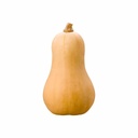 Butternut Squash [ Head ]