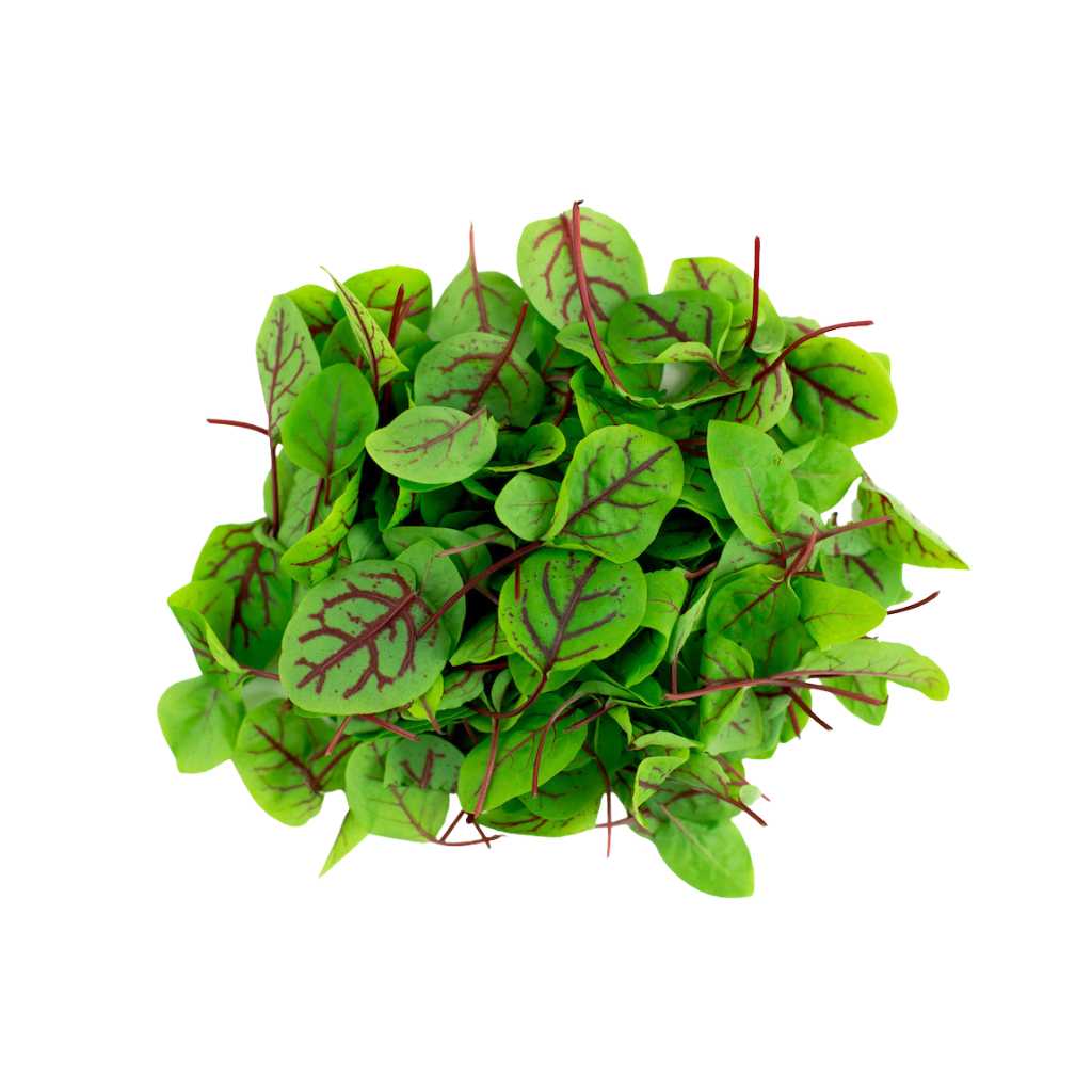 Baby Red Sorrel [ 75g ]