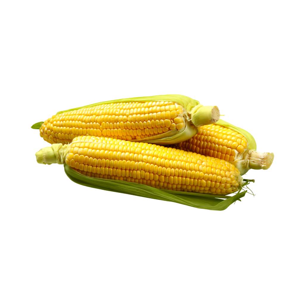 Munda Large Sweet Corn [3 Piece ]