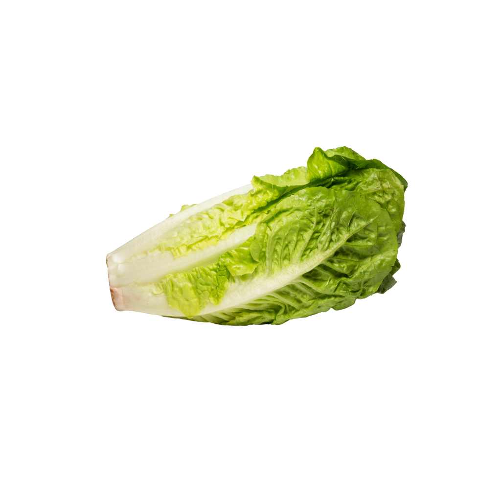 Golden Romaine [ Head ]