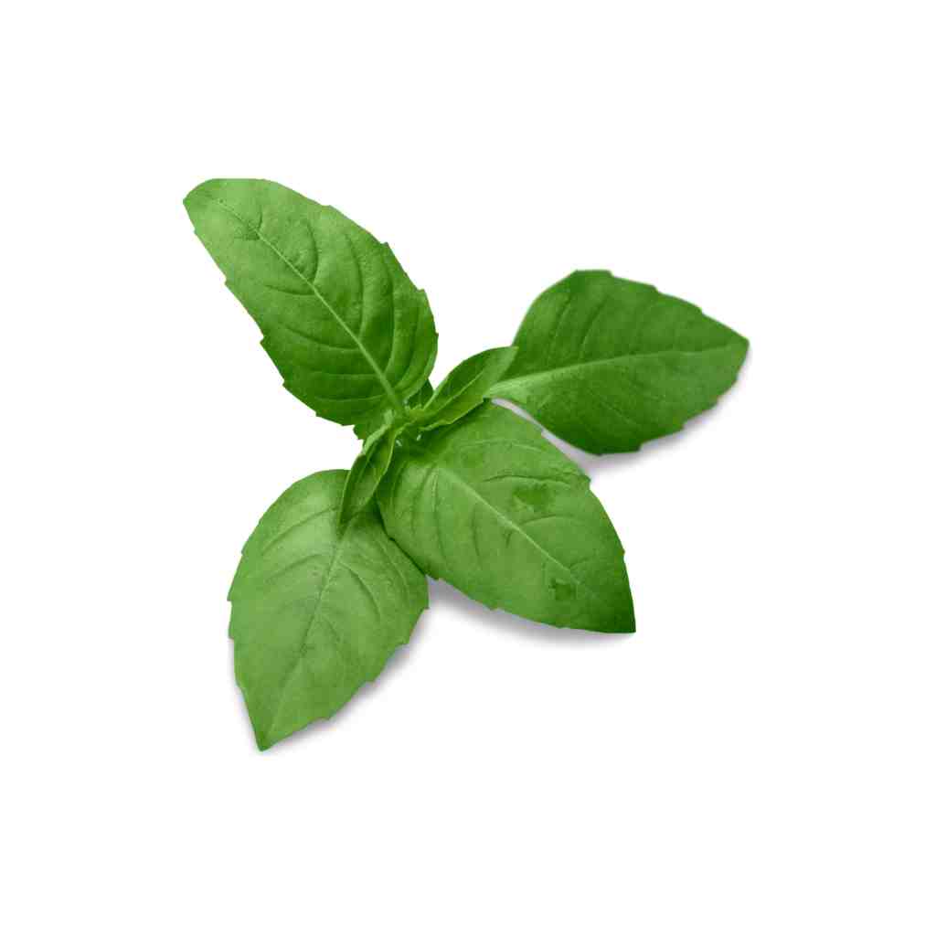 Cinnamon Basil [ 75g ]