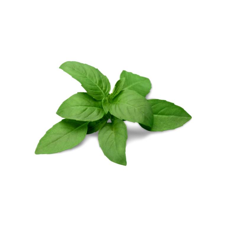 Citrus Basil [ 75g ]