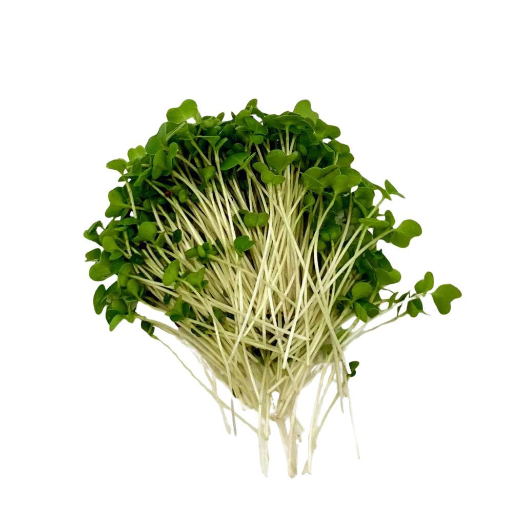 Microgreen Broccoli [ Unit ]