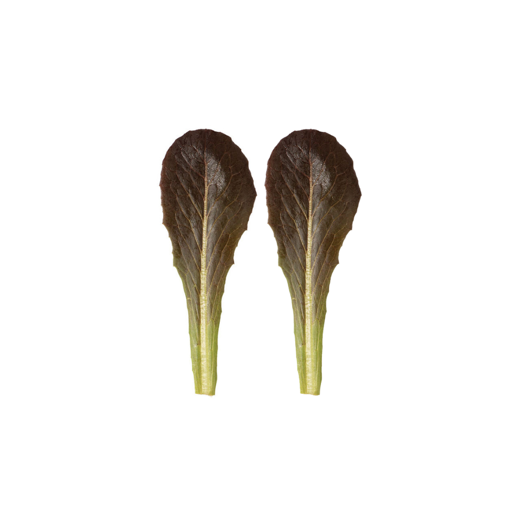 Baby Leaf Romaine [ 100g ]