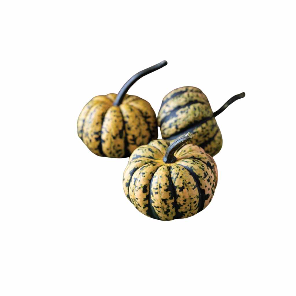 Acorn Golden Squash [ 2 Heads ]